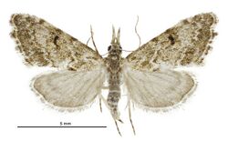 Glaucocharis elaina female.jpg