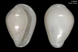 Granulina canariensis (MNHN-IM-2000-373).jpeg