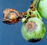 The effects of Bird's eye (or Anthracnose) rot