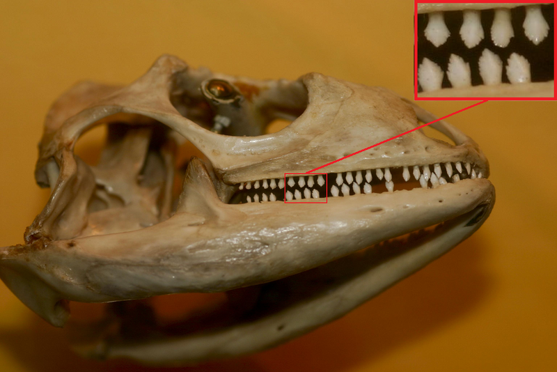 File:Green Iguana skull (Iguana iguana) and teeth.png