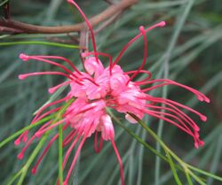 Grevillea longistyla.jpg