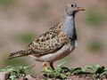 Grey-breasted Seedsnipe.jpg