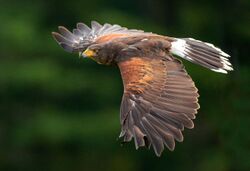Harris's hawk in flight, Southern Ontario, Canada (captive).jpg