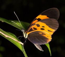 Heliconius numata bicoloratus (14863851469).jpg