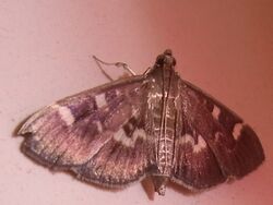 Herpetogramma luctuosalis (9325575542).jpg