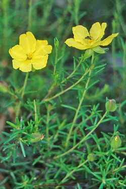 Hibbertia cistoidea.jpg