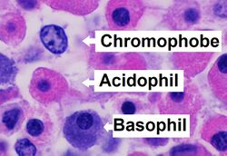 Histology of pars distalis of the anterior pituitary with chromophobes, basophils, and acidophils, annotated.jpg
