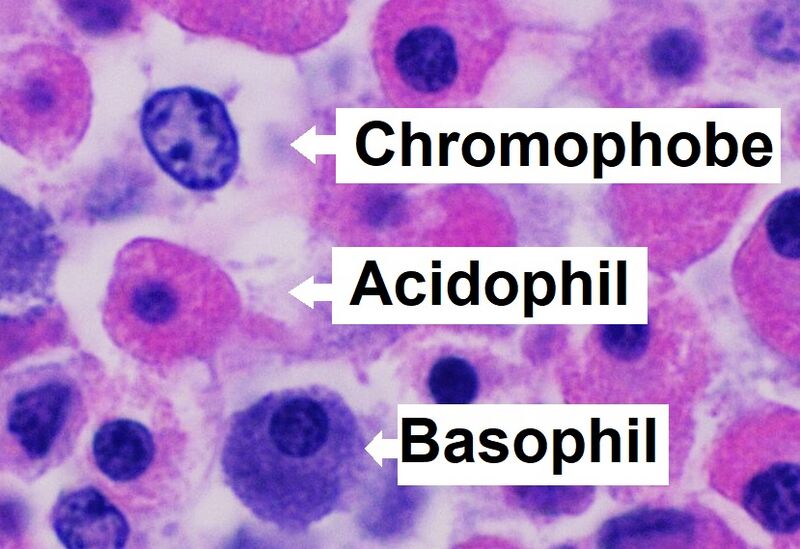 File:Histology of pars distalis of the anterior pituitary with chromophobes, basophils, and acidophils, annotated.jpg