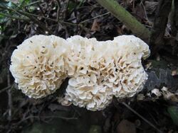 Hydnopolyporus palmatus 115133.jpg