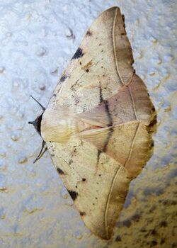 Hypopyra capensis, b, Seringveld.jpg