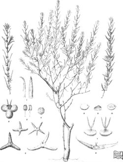Iconography of Australian salsolaceous plants (1889) (20746188515).jpg
