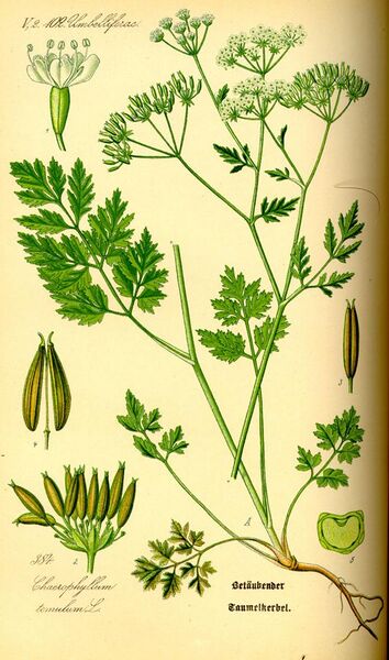 File:Illustration Chaerophyllum temulentum0.jpg