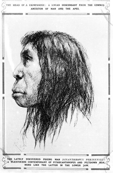 File:Illustration of Peking Man (Sinanthropus Pekinen Sis) Wellcome M0001113.jpg