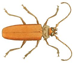 Illustrations of Exotic Entomology Prionus Cinnamomeus.jpg