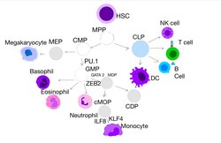 Immune Cells Development.pdf