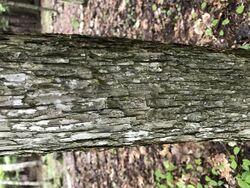 Ironwood tree bark.jpg