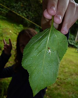 Isabella with a fungi find.jpg