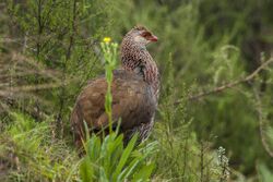 Jackson's francolin (Pternistis jacksoni).jpg