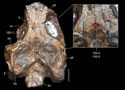 Jesairosaurus referred skull.png