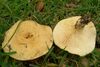 Lactarius alnicola 6936.jpg