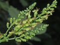 Lamiaceae - Teucrium scorodonia-1.JPG