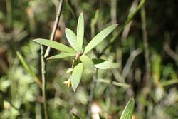 Leucopogon fasciculatus kz01.jpg