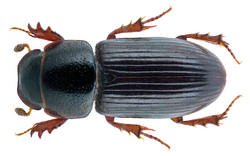 Liothorax kraatzi (Harold, 1868) Syn.- Aphodius (Liothorax) kraatzi Harold, 1868 (31594546635).png