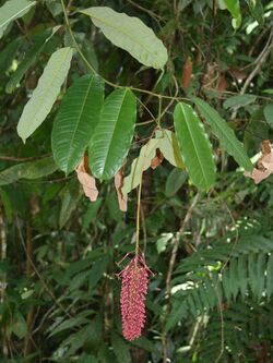 Mabea occidentalis 2.jpg