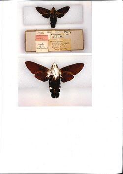 Macroglossum buruensis holotype (Indonesia, Buru) (CMNH).jpg