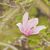Magnolia 'Leonard Messel'-IMG 2218.jpg