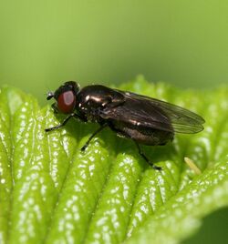 Melanogaster hirtella (female).jpg