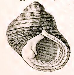 Monodonta australis 001.jpg