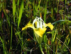 Moraea macronyx flower.jpg