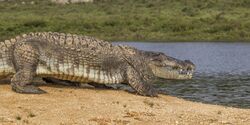 Mugger crocodile (Crocodylus palustris) walking.jpg