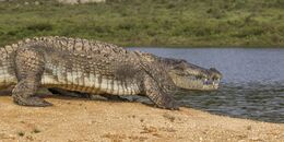 Mugger_crocodile_(Crocodylus_palustris)_walking