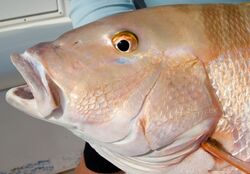 Mutton-snapper-face-picture.jpg