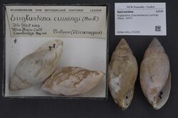Naturalis Biodiversity Center - RMNH.MOL.272290 - Euglandina (Cosmomenus) cumingi (Beck, 1837) - Spiraxidae - Mollusc shell.jpeg