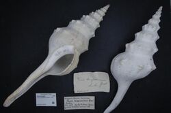 Naturalis Biodiversity Center - ZMA.MOLL.355350 - Fusinus longissimus (Gmelin, 1791) - Fasciolariidae - Mollusc shell.jpeg