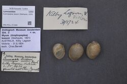 Naturalis Biodiversity Center - ZMA.MOLL.371669 - Austropeplea lessoni (Deshayes, 1830) - Lymnaeidae - Mollusc shell.jpeg
