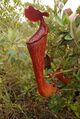 Nepenthes pulchra aerial pitcher.jpg