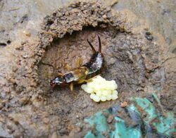 A female earwig with a pile of eggs in the dirt.