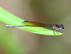 Nososticta solitaria ♀ 3723.jpg