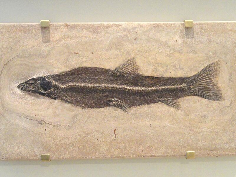 File:Notogoneus osculus, Wyoming, USA, Early Eocene - Royal Ontario Museum - DSC00120.JPG