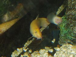 Orange loach.jpg