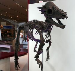 Pachycephalosaurus wyomingensis ROM.jpg