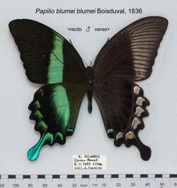PapilioBlumeiMUpUnAC1.jpg