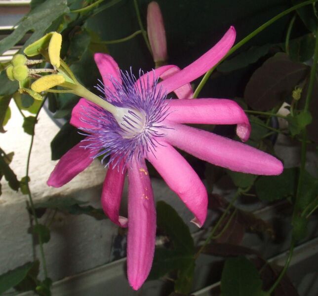 File:Passiflora kermesina3.jpg