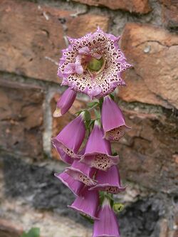 PeloricFoxglove.jpg