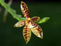 Phalaenopsis cornu-cervi Orchi 14.jpg