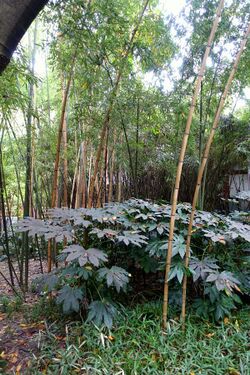 Phyllostachys arcana - Wangjianglou Park - Chengdu, China - DSC05877.jpg